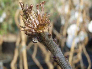 Sambucus nigra Monstrosa