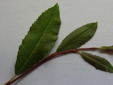 Salix arctica var. petraea: Sommerlaub