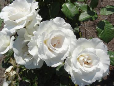 Kleine perlweiße Blüten schmückt die Rose Margaret Merril