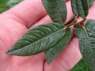 Blatt von Salix lapponum mit schöner Oberfläche