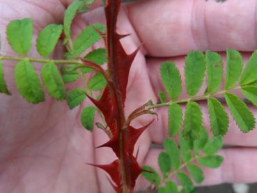 Schönes zierliches Laub der Stacheldrahrrose