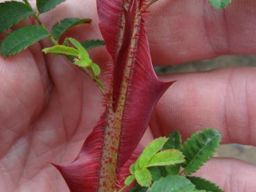 Rosa omeiensis pteracantha - dichte, rote Stacheln