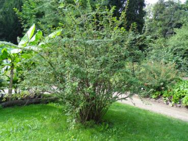 Der Habitus der Rosa omeiensis pteracantha (Stacheldrahtrose)