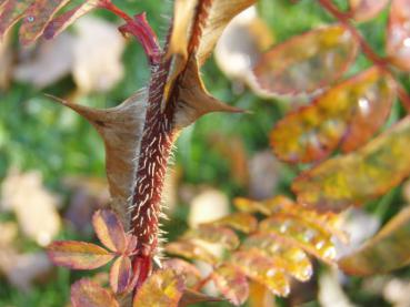 Rosa omeiensis pteracantha mit gelber Herbstfärbung