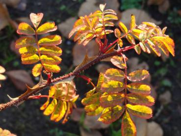 Die Stacheldrahtrose mit gelbem Herbstlaub