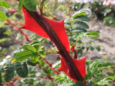 Die großen roten Stacheln der Rosa omeiensis pteracantha