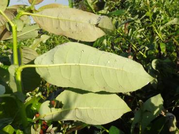 Die helle Blattunterseite von Salix piperi