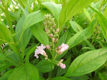 Chitalpa tashkentensis Summer Bells in Blüte