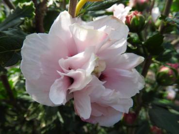 Sommerliche Blüte des Hibiskus Lady Stanley: hellrosa und gefüllt