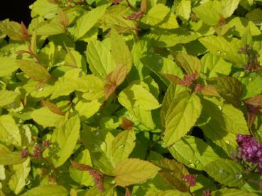 Zitronengelbes Laub ist typisch für Spiraea japonica Goldmound