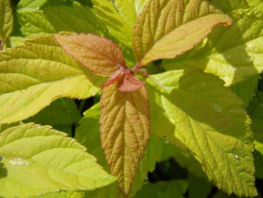 Rötlicher Blattaustrieb bei Spiraea japonica Goldmound