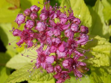 Blüte von Spiraea japonica Goldmound