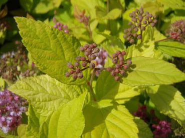 Blütenknospen bei Spiraea japonica Goldmound