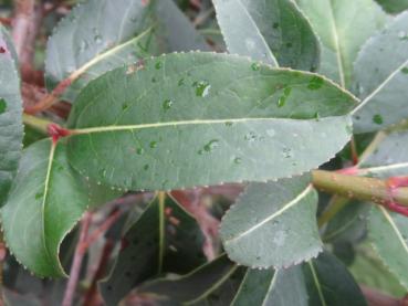 Blatt des Viburnum prunifolium