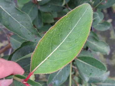 Markantes Sommerlaub von Viburnum prunifolium