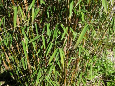 Fargesia nitida Jiuzhaigou 1 - grüne Blätter und rötliche Halme