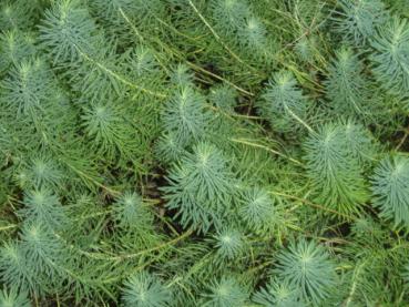 .Euphorbia cyparissias Fens Ruby