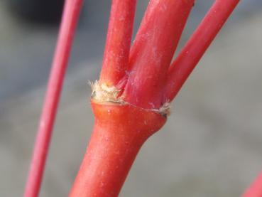 Acer palmatum Sangokaku: Leuchtender Wintertrieb