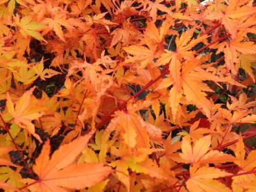 Herbstlaub von Acer palmatum Sangokaku