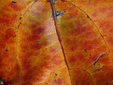 Die Herbstfärbung von Populus tremula Erecta bringt auch rot-orange Farbtöne hervor