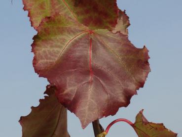 Rote und gelbe Herbsttöne bei Populus tremula Erecta