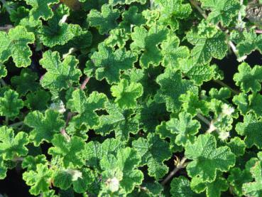 Rubus pentalobus Emerald Carpet