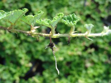 Rubus pentalobus Emerald Carpet