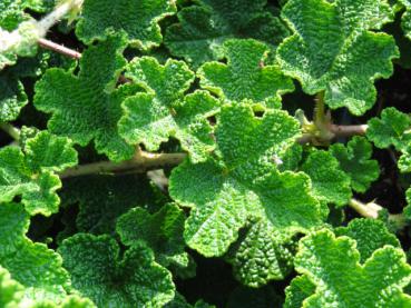 Rubus pentalobus Emerald Carpet