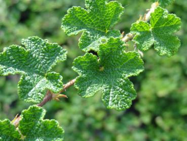 Rubus pentalobus Emerald Carpet