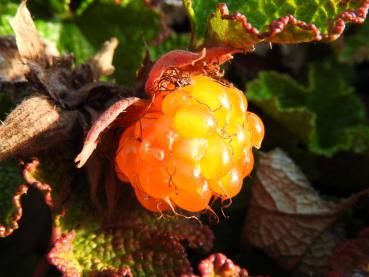 Rubus pentalobus Emerald Carpet