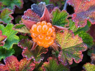 Rubus pentalobus Emerald Carpet