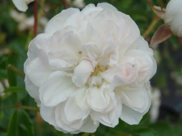 Die Blüte von Swany wird bei starken Niederschlägen leicht rosa