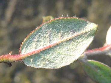 Salix arctophila