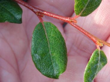 Salix arctophila