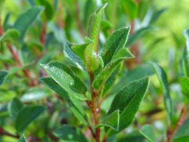 Salix arctica Yalta: Triebspitze