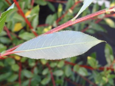 Salix daphnoides Sinker