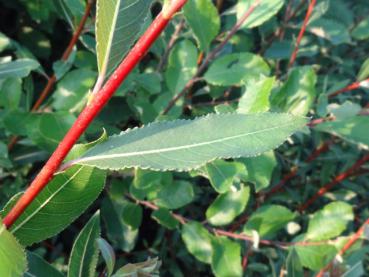 Salix daphnoides Sinker