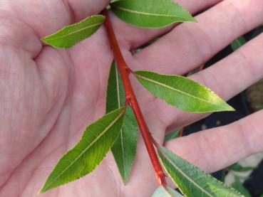 Salix daphnoides Sinker