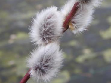 Salix hungarica