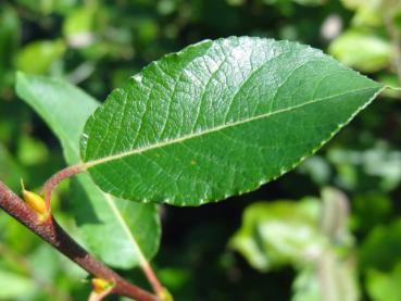 Sommerlaub der Ungarischen Weide