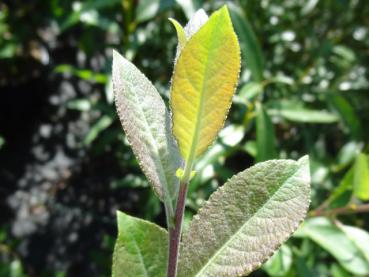 Leicht rötliche Triebspitze von Salix hungarica