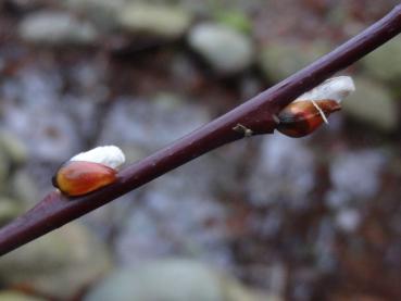 Blütenknospen von Salix hungarica