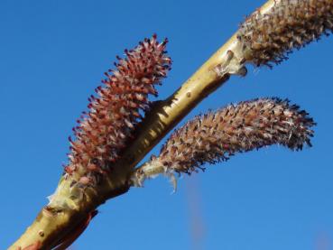 Salix koriyanagi