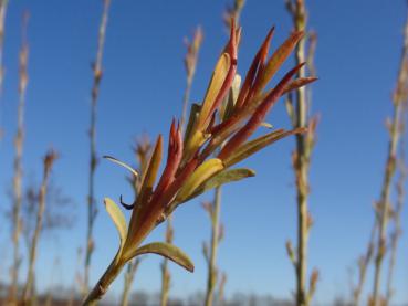 Salix koriyanagi