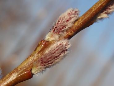 Salix koriyanagi