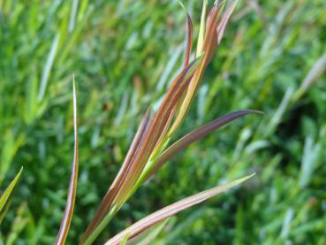 Salix koriyanagi