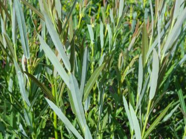 Salix koriyanagi