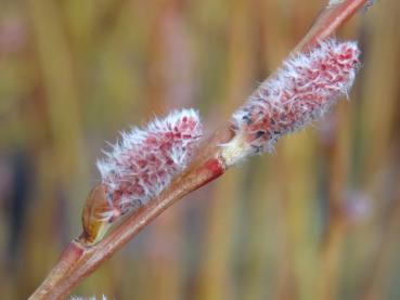 Salix koriyanagi