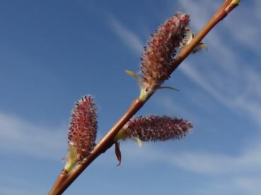 Salix koriyanagi