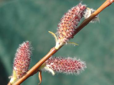 Salix koriyanagi